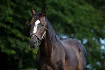 武豊騎手と挑んだ有馬記念から7年　オジュウチョウサンの「今」　現役時代は「ヤバイ」→牧場スタッフが明かす引退後の姿とは