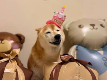 柴犬マロたん、13歳の壁を越えて。「何も書くことがない日常」のありがたさを知った年の瀬。