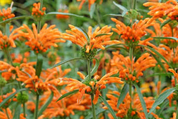 12月27日の花とは？【366日の誕生花と幸せの花言葉】