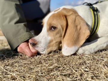 なぜ今「ダウの犬」なのか？ 配当と安定性を重視する王道戦略の注目10銘柄