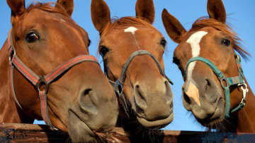 お釈迦様のお話「四の馬」とは