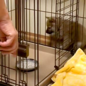 ご飯で大はしゃぎする子犬→ケージの中に器を入れたら…どんくさすぎる『まさかの行動』が54万再生「焦りすぎｗｗ」「おバカほどかわいい」