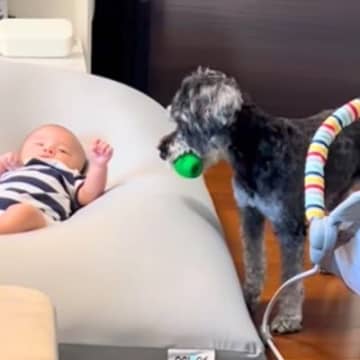寝転がる赤ちゃんに『ボールを投げて』とお願いをする犬→頑張って渡したら…切なくて愛おしい結末がSNSで話題に「可愛いｗ」「成長が楽しみ」