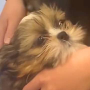 病院で注射をした子犬→ずっとお腹をかくので、心配して戻った結果…医師から告げられた『まさかの診断名』に爆笑「愛おしい」「可愛すぎｗｗ」