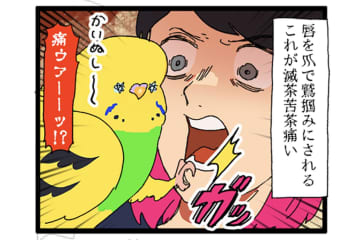痛い！悪気なく飼い主の急所を狙ってくるセキセイインコ・カチョ【鳥マンガ #175】