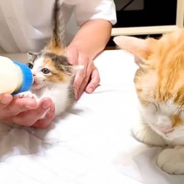 生後２週間の子ネコを保護→ミルクをあげていると、先住猫が…まるで親のような『素敵な行動』に反響「子猫達に好かれる理由」「優しい眼差し」