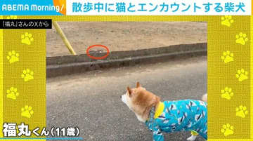 散歩中の柴犬、猫と遭遇し…慌てて“戦闘態勢”になってしまう様子に「時が止まったw」「これはびっくり！」など反響