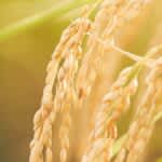 群馬大学と地元生産者のコラボで生まれた「真田のコシヒカリ小松姫」　全国最高評価に