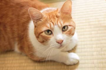 「いわゆる“ネコハラ”の痕跡でしょうか」　江戸時代の公式日記に残されていた猫のいたずらが話題　「いつの時代もにゃんこは最強」