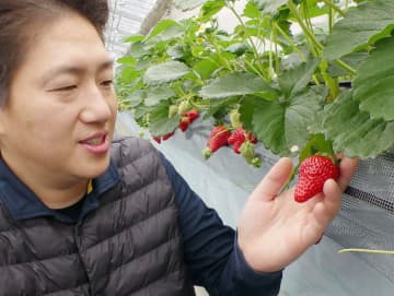 「おいしく育った」　川崎でイチゴの収穫が本格的にスタート