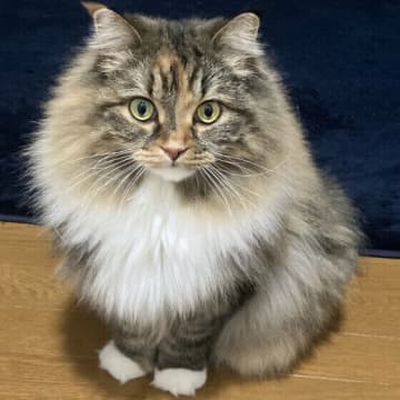 冬の猫はどうして“もふもふ”になるの？ 猫の冬モードの秘密