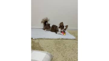 【愛犬の歯磨き】遊びながらケアできる「ハーツ デンタルトイ」はコスパ最強おもちゃ！