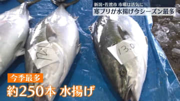 今季最多！寒ブリ水揚げ　不漁続きの中、市場に活気　新潟