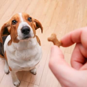 犬に『おやつ』与えすぎな量とは？食べ過ぎによる悪影響や適正量まで解説