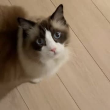 猫にご飯の袋を見せながら、『欲しい？』と聞いてみると…「鳴くかと思ったらｗｗ」まさかの行動が51万再生「予想の斜め上をいった」