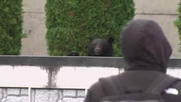 「完全にクマの生息圏が人間の生息圏に入り込んでいる」9079件“異常出没”と5人の犠牲者も…“災害級クマ被害”の実態　岩手