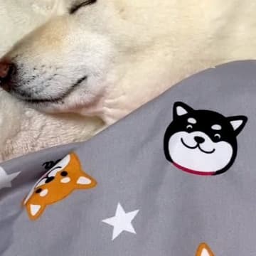 お布団を敷いたら、犬がそそくさとやってきて…まるで小さな子供のような『幸せ溢れる寝姿』が129万再生「ほぼ人間」「やばい…たまらん」