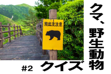 クマは全国どこでも捕獲してよいの？【クマ、野生動物クイズ#2】奥深い狩猟免許の世界