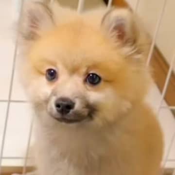 コロコロしている小型犬をお迎え→『小さく育つかな』と思ったら…想定を超える『まさかの成長』に反響「大きさ以上の愛おしさ」「最高です」