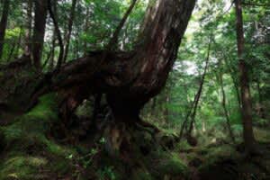 未来を育む森と人。高知・本山町で出会う、新しい豊かさ