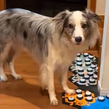 何かを言いたそうにしている犬→『声が出るボタン』を使って…あまりにも賢すぎる『会話内容』が33万再生「人間の親子みたい」「凄すぎ」と驚愕