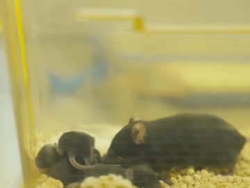 中国宇宙船「神舟21号」で打ち上げたマウス、帰還後に出産