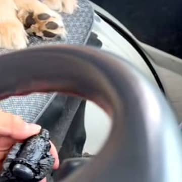 車の助手席で『シフトレバー』を破壊した大型犬→お父さんに叱られて…許すしかない『反省の表情』が147万再生「申し訳なさそう」「目がｗ」