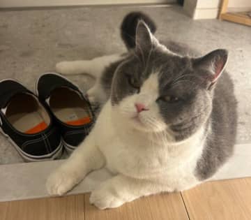 出かけようと玄関に向かうと、愛猫がまさかの“外出阻止”!？　可愛すぎる行動に「家から出られない」