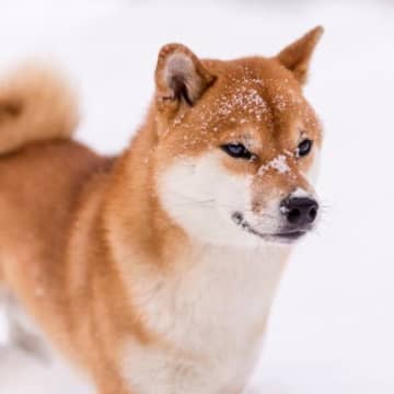 『寒さに強い』犬種5選　防寒対策は必要ないの？迎える際に知っておくべきことまで