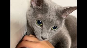 「最後までみて笑わない人すごいと思う動画撮れてしまった」力尽きてしまう猫が話題！予想通りだけど思わず笑ってしまう瞬間に注目【激かわアニマル奇跡の瞬間 年末スペシャル にゃんこ一気見せ！】