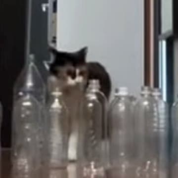 廊下に空のペットボトルを並べたら、『猫と大型犬』は……衝撃的な結末に爆笑する人続出「オチを理解してるｗ」「期待を裏切らない」