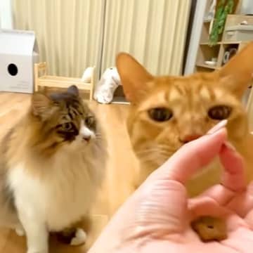 野良時代を生き抜いた２匹のネコ→SNSで話題の『賢さチェック』をした結果…『意外な光景』が話題「ポンコツだったｗｗ」「必死な顔がｗ」