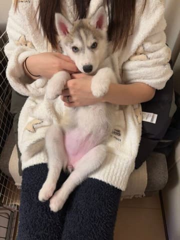 抱っこされる姿が「あまりにも可愛すぎた」生後2カ月のハスキー子犬→約5カ月後、大きく立派に成長！