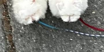 お散歩中、ぴったりくっつくマルチーズとマルプー。並ぶ姿がまるで「イカ2貫」!?かわいすぎて「お持ち帰りできますか？」と話題に