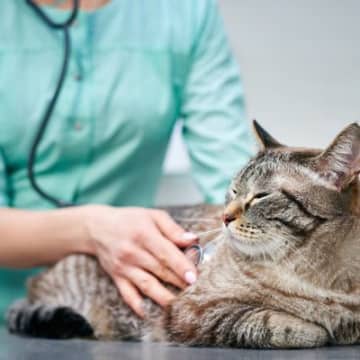 タイ国内で初　心臓病の猫に「ペースメーカー」を装着する大手術が成功　今後の高度医療に期待高まる