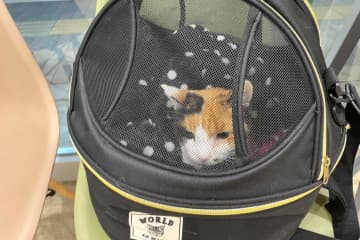 ペット同伴で新幹線に乗るときは「手回り品きっぷ」購入を。冬休み帰省に備えよう