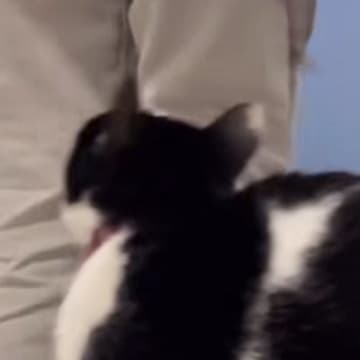 足元でウロウロとする猫→『エプロンを着けた飼い主さん』が背中を向けると…「もう赤ちゃんじゃん」「羨ましすぎる」尊すぎる光景が35万再生