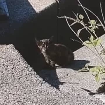 草むらで『何かを発見した犬』→次の瞬間、ガリガリにやせた子猫が現れて…想定外の出会いと胸を打つ展開が80万再生「本当に素敵」「泣ける」