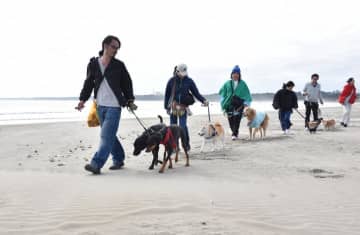 茨城県、ペット同伴旅行に力　浜辺散歩や宿泊施設　観光生かし誘客拡大へ