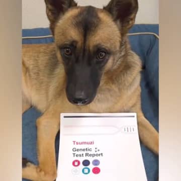 シェパードのような元野犬→試しに『犬種鑑定』をしてみたら…予想を超える『まさかの結果』が27万再生「チワワ…だと…」「贅沢な血統」