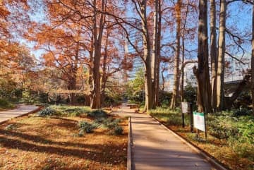 あなたには何に見えるかな？　新宿御苑の地面には「ラクウショウ」の不思議な世界が広がっている