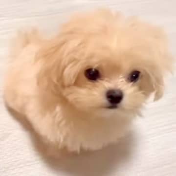 生まれて3ヵ月の『小さな赤ちゃん犬』→目を疑うほど『芸達者すぎる行動』に248万再生の大反響「天才」「犬生2回目？」「足踏み可愛いｗ」