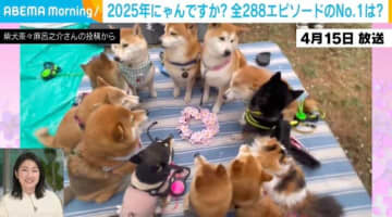 “11匹の柴犬と1匹の猫が花見”をしている様子に、上宮菜々子アナウンサー「円になって座って、1匹だけ猫がいるのもたまらなかった」