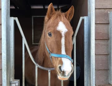 【2026年午年の初詣】馬にゆかりのある神社14選