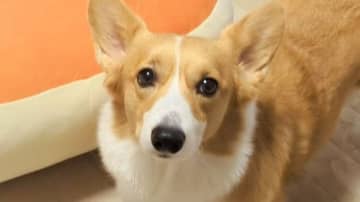 コーギーの爆睡ショットがあの人気キャラに激似！？クッションを愛しすぎた姿に「本当にいるのね！」【激かわアニマル奇跡の瞬間 年末スペシャル コーギーDAY】