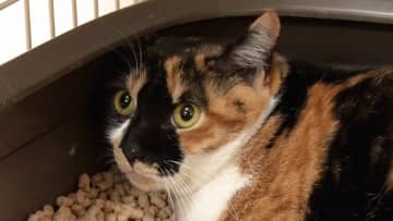 保護猫・ブルボンとサンシャイン池崎の共同生活がついに最終回…1年間にわたる挑戦を経た新たな旅立ちに「じゃあね、ボン…」と別れ