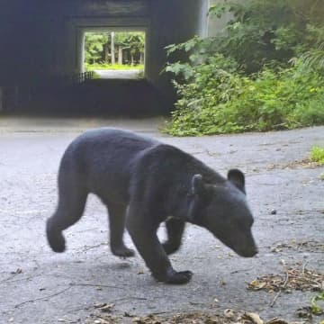 クマが山形から秋田まで50キロ移動し再出没 放獣か、捕殺か…判断基準は県によってバラバラ