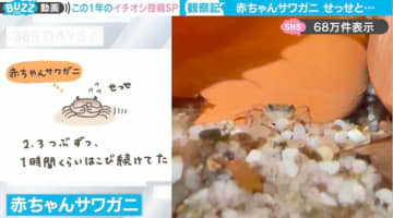 有名キャラクターデザイナーによる“手描きイラスト付き”サワガニ観察記！大人と赤ちゃんの“砂利の運び方”に「全然違う！」「一生懸命な姿に生命の力を感じる」と反響