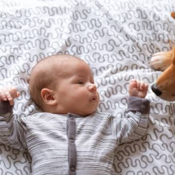 犬は『人間の赤ちゃん』のことをどう思っている？可愛いという感情はあるの？会わせる場合の注意点まで