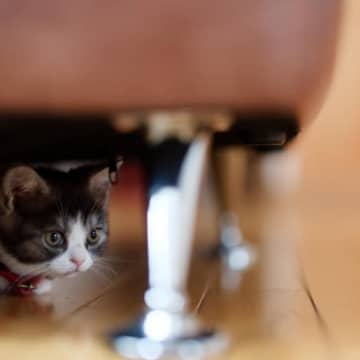 猫が『こっそり覗き見』してくる心理4つ　視線を送る理由から飼い主ができる応え方まで